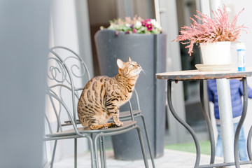 Bengalkatze Katze Kätzchen