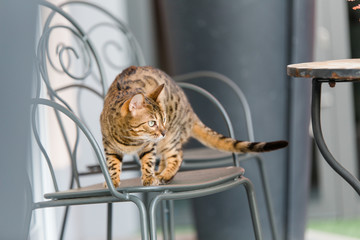 Bengalkatze Katze Kätzchen