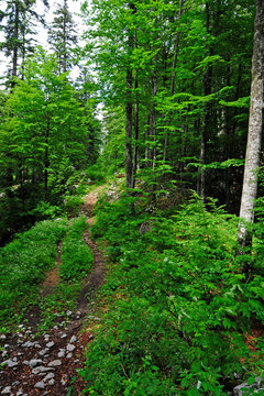 Wald im Naturreservat Bijele und Samarske Stijene, Kroatien