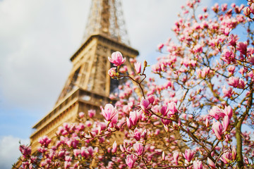 Beautiful pink magnolia in full bloom near the Eiffel tower in Paris