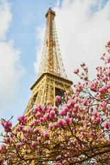 Fototapeta premium Beautiful pink magnolia in full bloom near the Eiffel tower in Paris