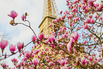 Beautiful pink magnolia in full bloom near the Eiffel tower in Paris