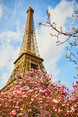 Beautiful pink magnolia in full bloom near the Eiffel tower in Paris