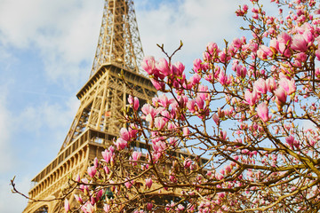 Beautiful pink magnolia in full bloom near the Eiffel tower in Paris