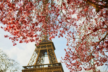 Beautiful pink cherry blossom near the Eiffel tower in Paris