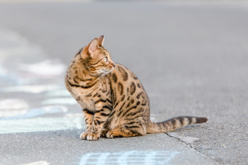 Bengalkatze Katze Kätzchen