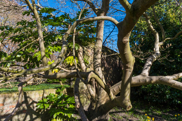 Cambridge City, England - Stunning Courtyards and impresive architecture in springtime