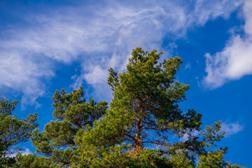 Spring coniferous forest sunny day blue sky