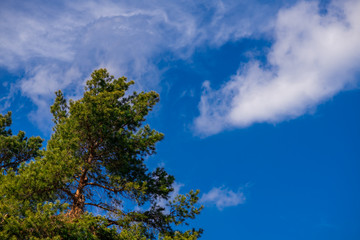 Spring coniferous forest sunny day blue sky