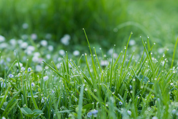 Gras mit Morgentau im Frühling 