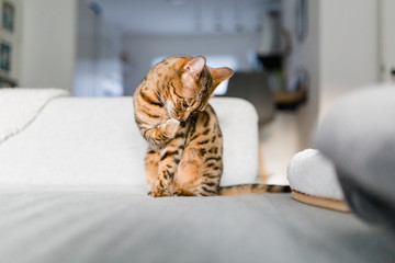 Bengalkatze Katze Kätzchen