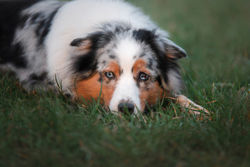 the dog lies in the grass. Australian Shepherd in nature. Pet walk
