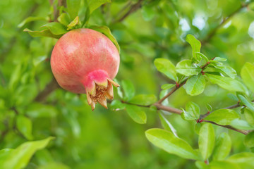 Granatapfel wächst auf einem Baum im Garten