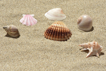 Conchiglie di mare
