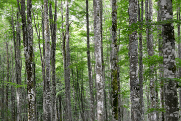 Fototapeta premium piękny las na wiosnę