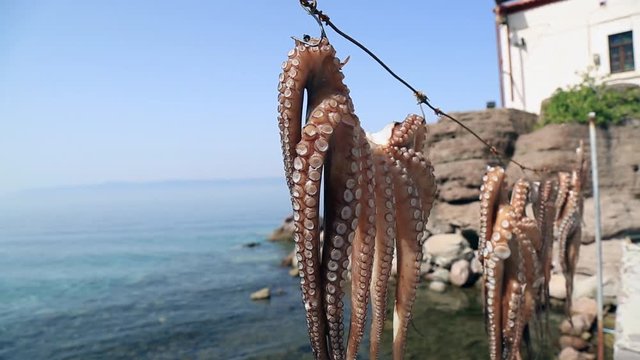 Octopus hanging up to dry in the sunshine in the Greek islands, Midilli, Mytilini, Mytiline, Lesvos, Lesbos