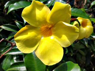 Obraz premium yellow orchid