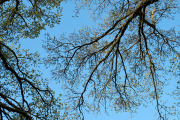 Baumkronen mit grünen Trieben im Frühling