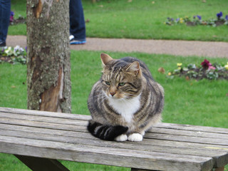 cat in garden