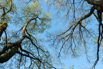 Baumkronen mit grünen Trieben im Frühling