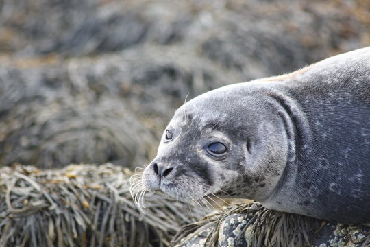 seal resting in britain