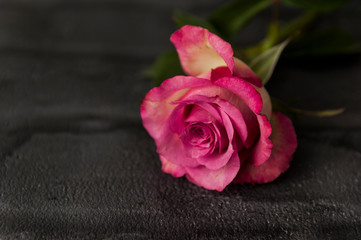Piękna róża 