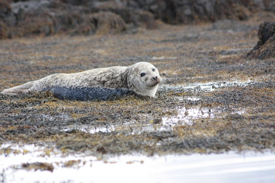 Seal in Scotland, United Kingdom