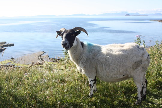 sheep in field with sea above