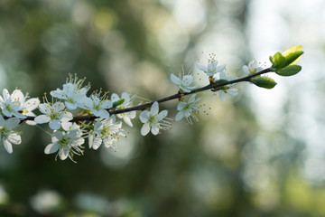 Ast mit weißen Blüten im Frühling