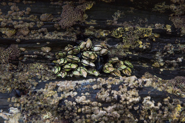 Fototapeta na wymiar etalle de Percebes; y otros crustáceos; moluscos y corales fuertemente agarrados a la roca 