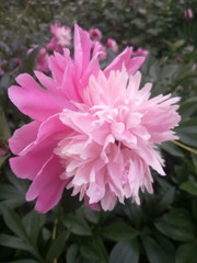 Fototapeta premium pink chrysanthemum flower