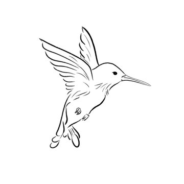 recommend clip art: flying colibri sketch one line draw vector illustration