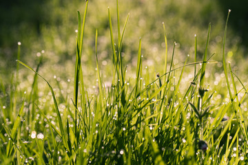 Gras mit Morgentau im Sonnenlicht im Frühling 