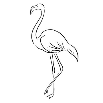 recommend clip art: flamingo sketch one line draw vector illustration