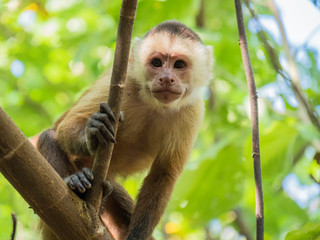 Wild monkey observed in Tayrona Park, Colombia