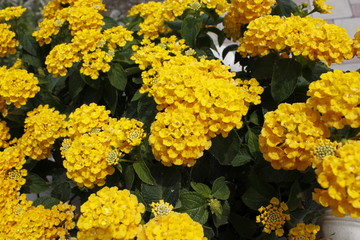 Shrub with yellow flowers.