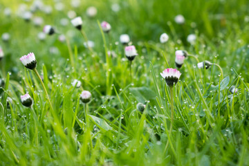 Fototapeta premium Gänseblümchen mit Morgentau im Frühling 