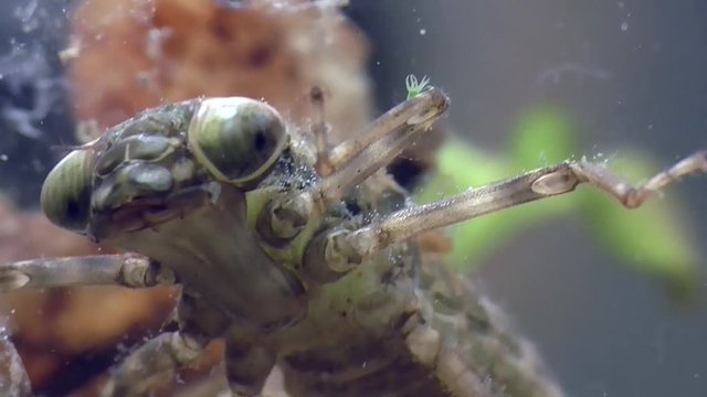 Hydra, S&uuml;&szlig;wasserpolyp lebt auf Bein einer Libellenlarve