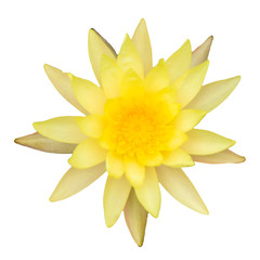Yellow water lily top view on white background