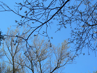 new leaves near and new leaves far