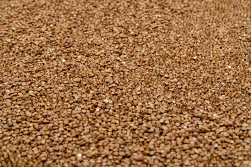 Buckwheat