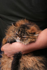 eye cat cleaning with a cotton pad. Persian breed