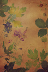 Old grunge background with floral pattern herbarium