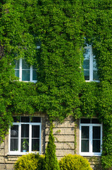 The Facade of the Old Brick Building is Covered with Green Ivy. Living Walls in Green Architecture. View Like an Old Castle or Villa