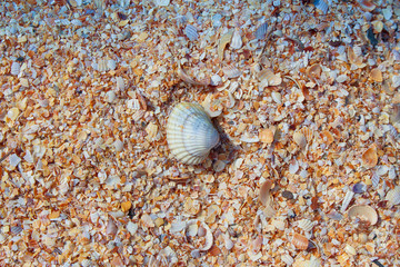 Colorful seashells on the beach