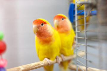 two colorfull lovebirds. red and yellow colors. troplical pets.