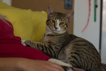 cat domestic animal portrait sit on human hand in home interior and looking at camera