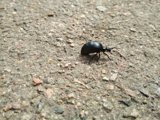 beetle