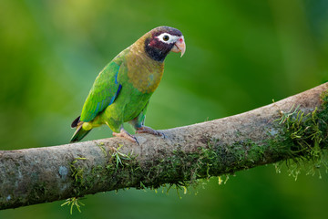 small green parrot which is a resident breeding species from southeastern Mexico to north-western Colombia