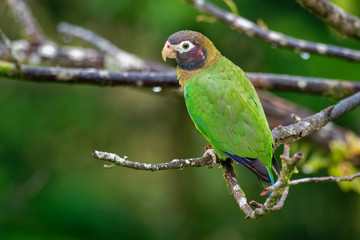 small green parrot which is a resident breeding species from southeastern Mexico to north-western Colombia